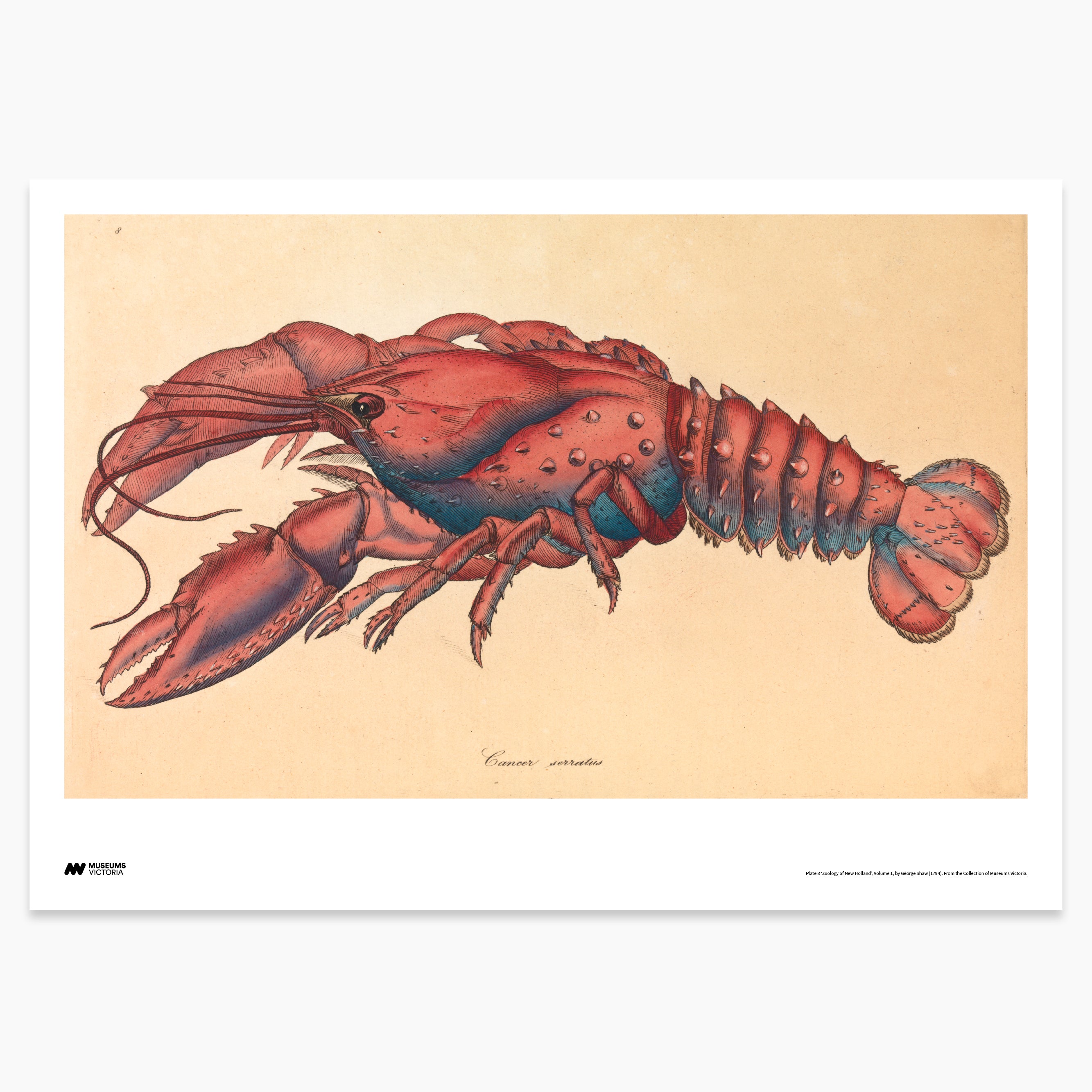 Red Lobster Print - A2