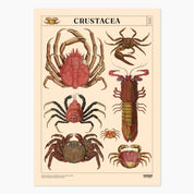 Museum Victoria Rare Book Posters