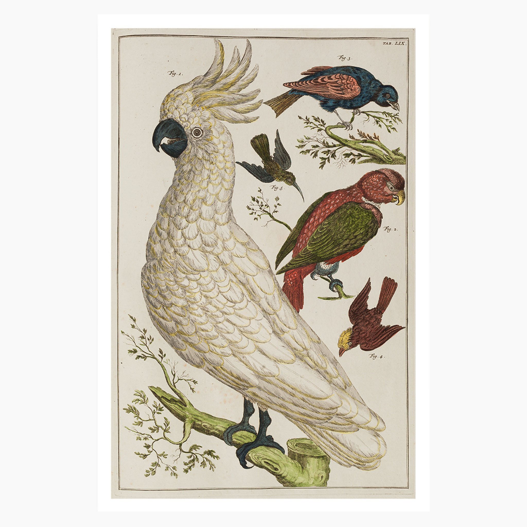 Melbourne Museum Rare Book Postcard