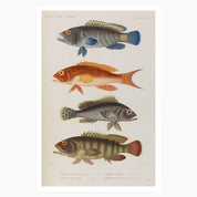 Melbourne Museum Rare Book Postcard