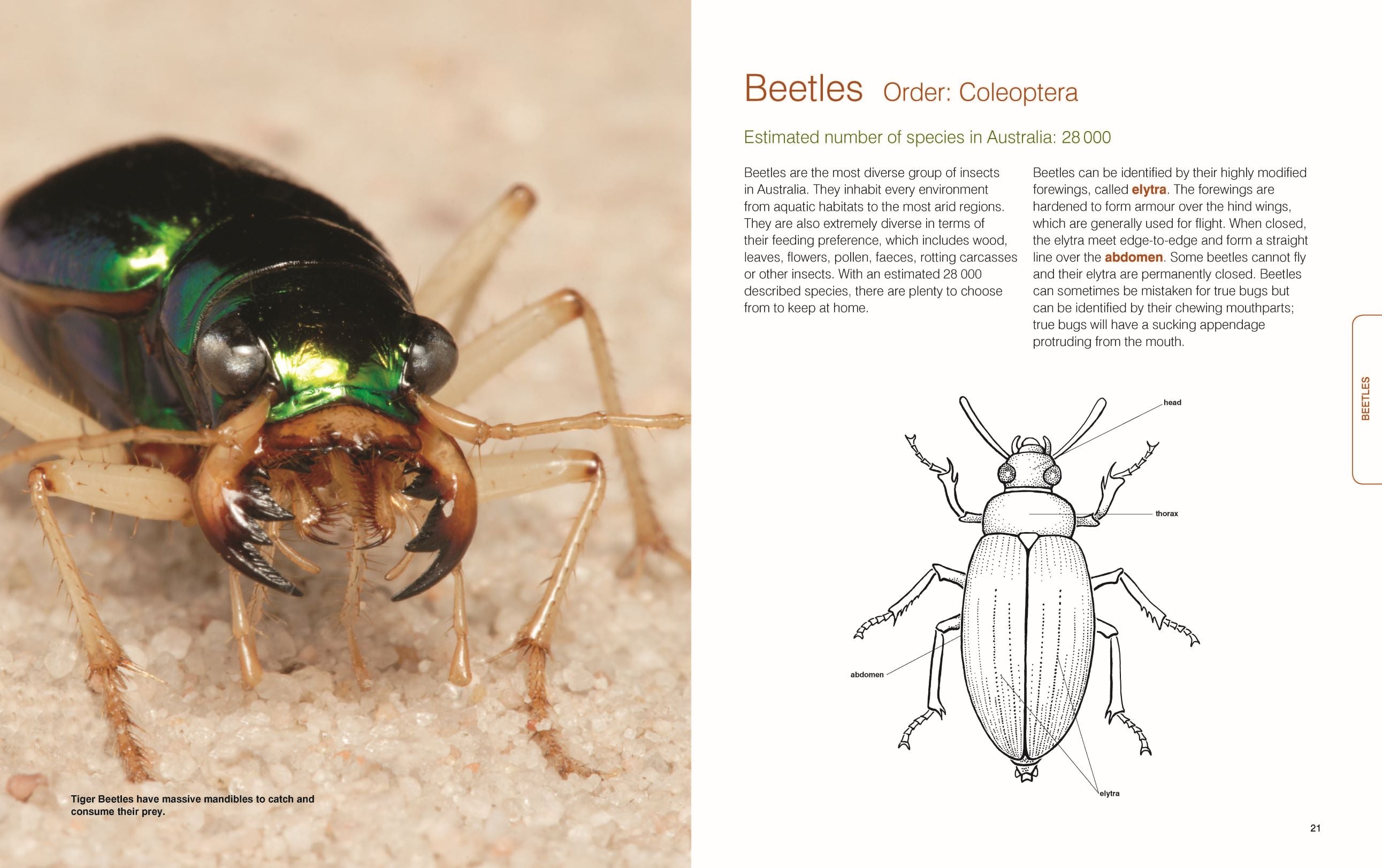 BugsAlive_SpreadsOnline_Page_2.jpg