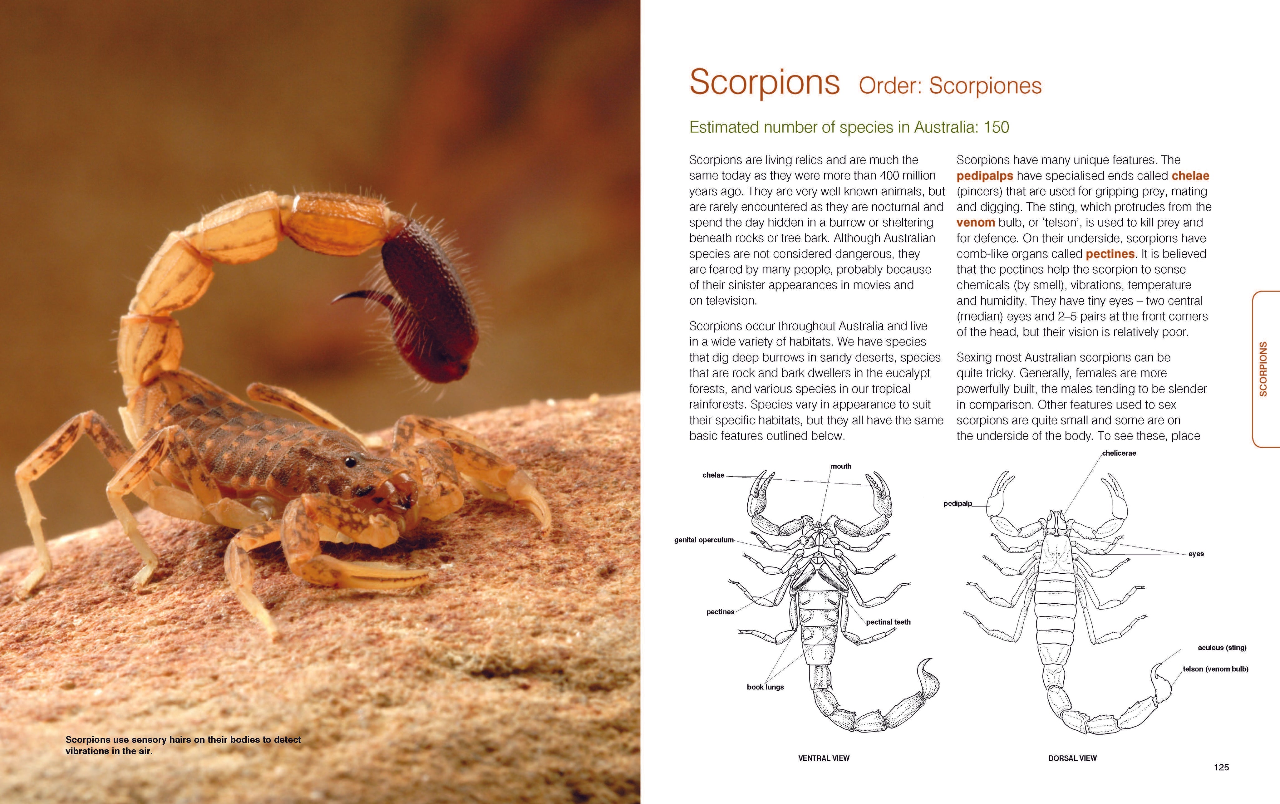 BugsAlive_SpreadsOnline_Page_3.jpg